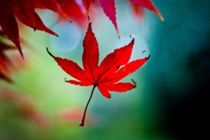 04.autumn-photography